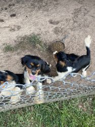 Charles Spaniel Pups for sale