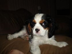 cavalier king charles spaniel puppy for sell