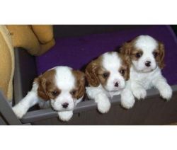 Magnificent Cavalier king Charles Puppies