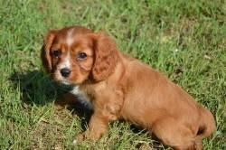 Gorgeous cavalier king charles puppies available