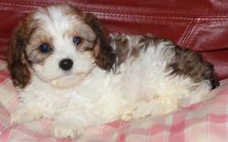 King Charles Spaniel puppies for adoption