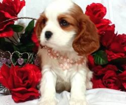 King Charles spaniel puppies available