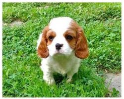 Akc King Charles Spaniel Puppies Available