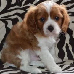 King Charles Spaniel Puppies with papers