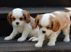 King Charles Spaniel Puppies for sweet homes
