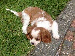 Exceptional AKC calvlaier king charles Puppies