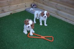 Cavalier King Charles Spaniel Puppies Ready Now.