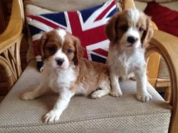 Certain King Charles Cavalier Puppies