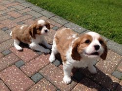 Exceptional AKC calvlaier king charles Puppies