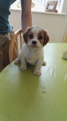 King Charles Spaniels For Sale.