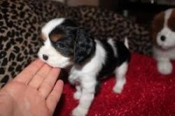 King Charles Spaniel puppies ready for rehoming