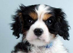 King Charles Spaniel Puppy For Sale.