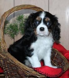 Family Raised Cavalier King Charles Spaniel Puppies