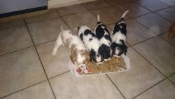king Charles puppies for sale,