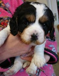 King Charles X Springer Puppies For Sale