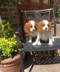 King Charles Spaniel puppies Available
