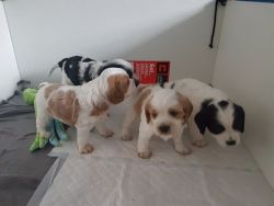 King Charles Cavaliers For Sale !!