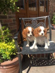 Stunning King Charles pups for sale.