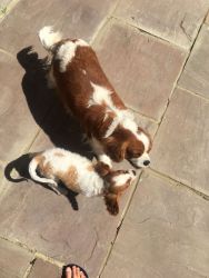 Gorgeous King Charles Cavalier Puppies
