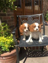 Stunning King Charles Spaniel puppies for sale