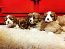 Stunning King Charles Puppies for sale