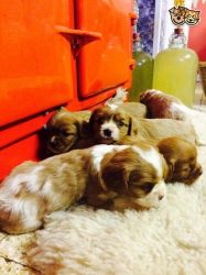 Gorgeous King Charles Puppies for sale