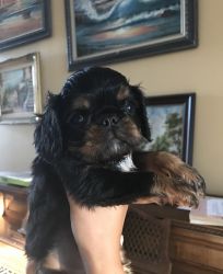English Toy Spaniel 1 female and 2 males