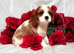 Outstanding Stunning Cavalier King Charles Pups