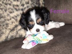 AKC registered King Charles Cavalier puppies
