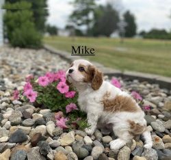 Super Cute King Charles Spaniel Puppies For Sale