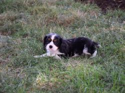 Sweetheart King Charles Cavalier Puppy