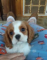 Beautiful King Charles Spaniel Puppies Boy/Girl