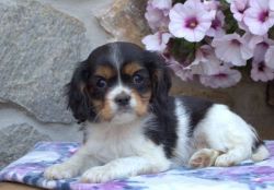 Male and female cavalier king charles