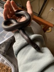 Mexican black king snake