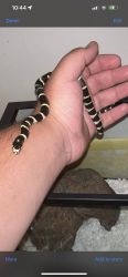 I have a baby king snake with 20 gallon tank and water bowl and hide