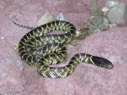 Desert king snake