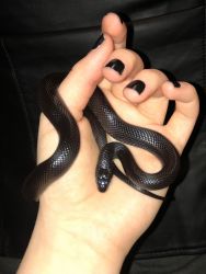 Mexican Black King snake and supplies