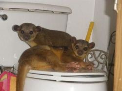 male and female kinkajous for rehoming