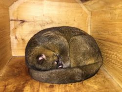 Kinkajous male and female available for sale