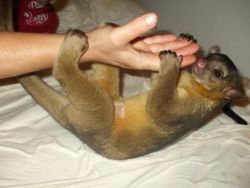 Active and registered baby Kinkajous available
