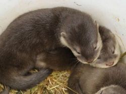 Home raised small clawed otters babies for sale