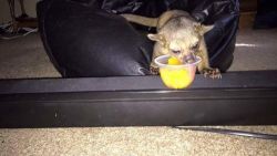 Kinkajou looking for perfect forever home. Text