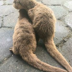 Otter for sale