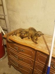 Cute and Friendly baby Kinkajou looking for a new family