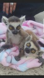 Baby lemurs for sale