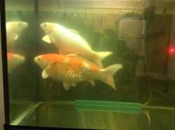 Koi Fish breeding pair