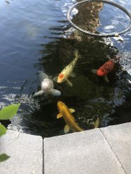 Koi fish for sale in Las Vegas (pond)