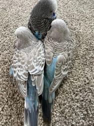 Adorable Budgies babies are ready to leave now.