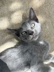 Female Grey Kitten for Sale!