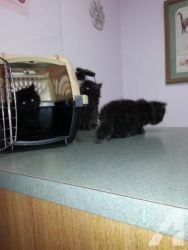 rescue 3 little Black Persian kittens